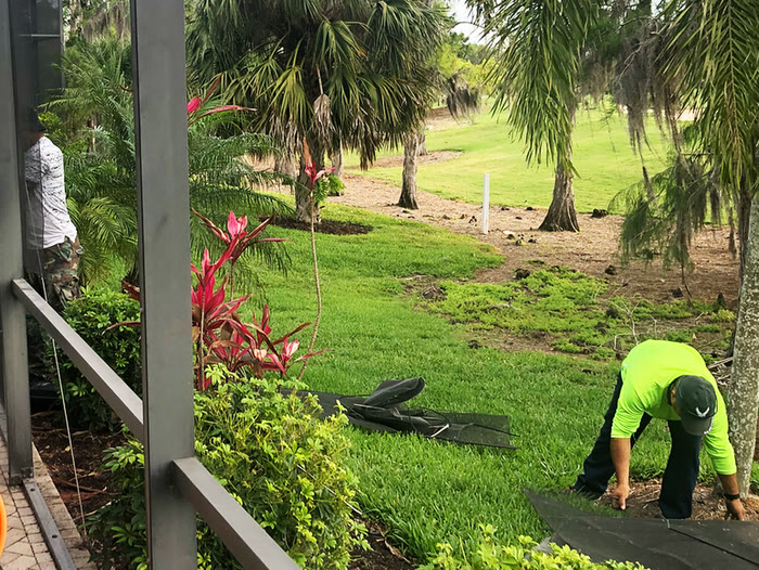 A painter on a ladder at the outside corner of a pool cage, tropical planting around him.
